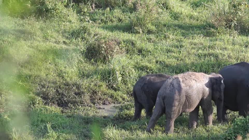 Beautiful Elephant in africa