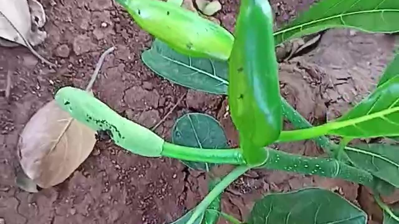 Baby Jackfruit at the bottom of the tree trunk