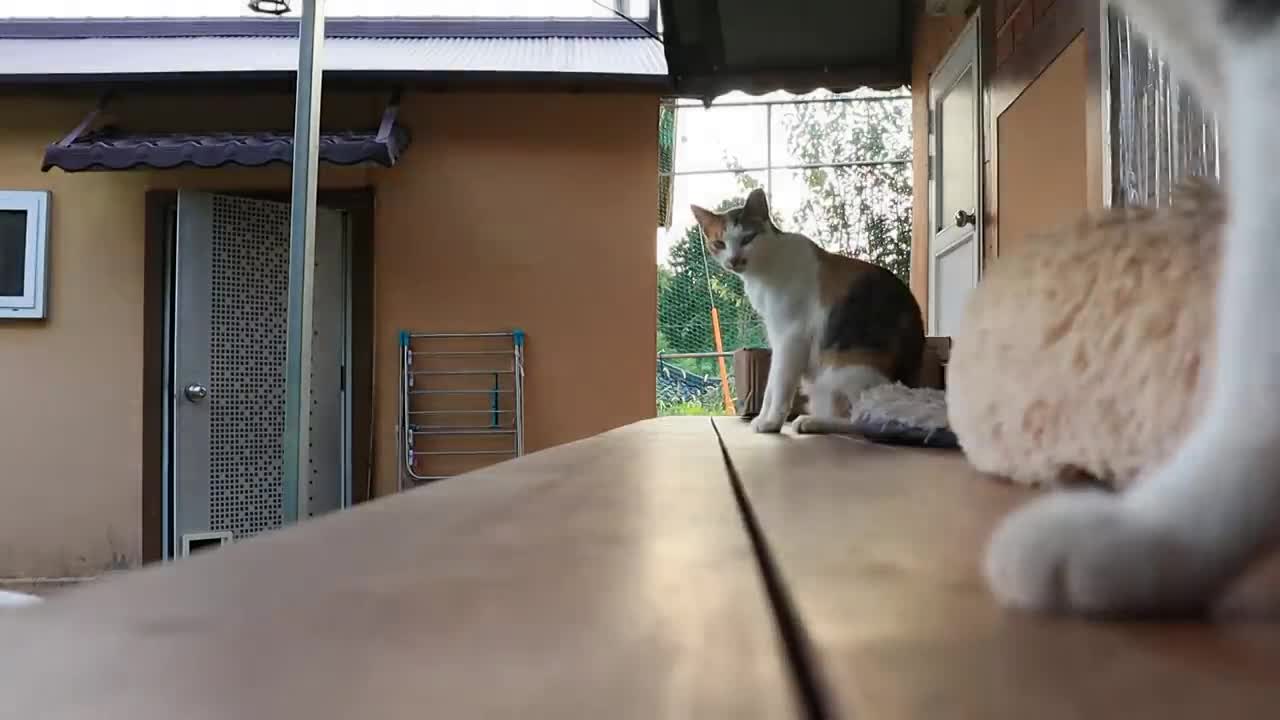 Kitten Playing With Mother-10