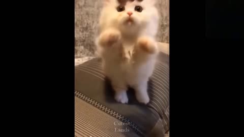 Funny animals [] Try not to laugh compilation 34