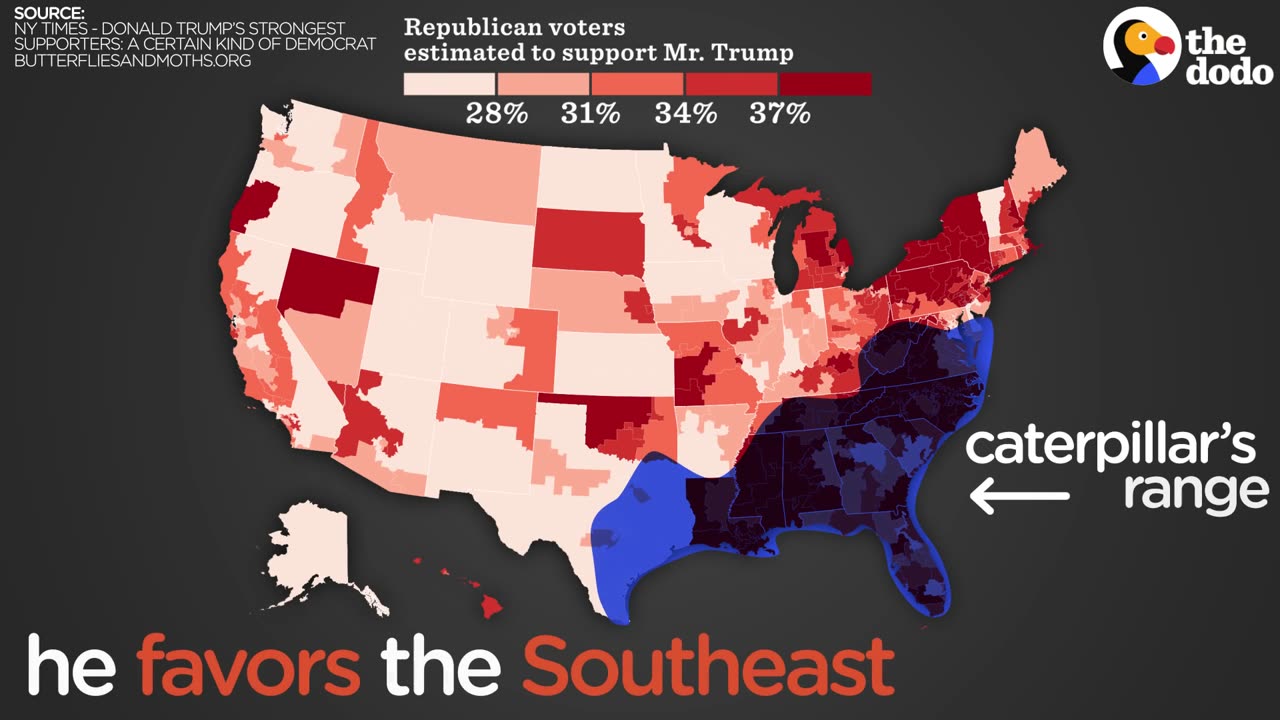 Donald Trump Caterpillar | The Dodo