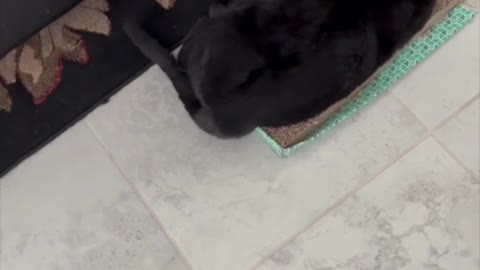 Adopting a Cat from a Shelter Vlog - Precious Piper Really Enjoys Her Cat Scratching Pad #shorts