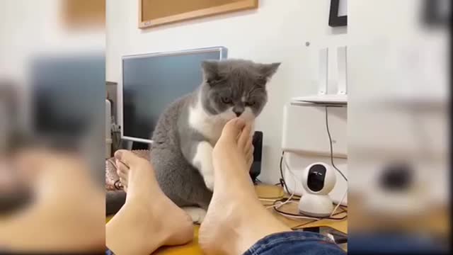 Cute and funny cats๐๐