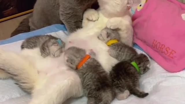 Cat family catlovervideo0 گربه هایی که عشق را معنی کردند