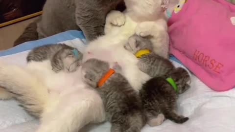 Cat family catlovervideo0 گربه هایی که عشق را معنی کردند