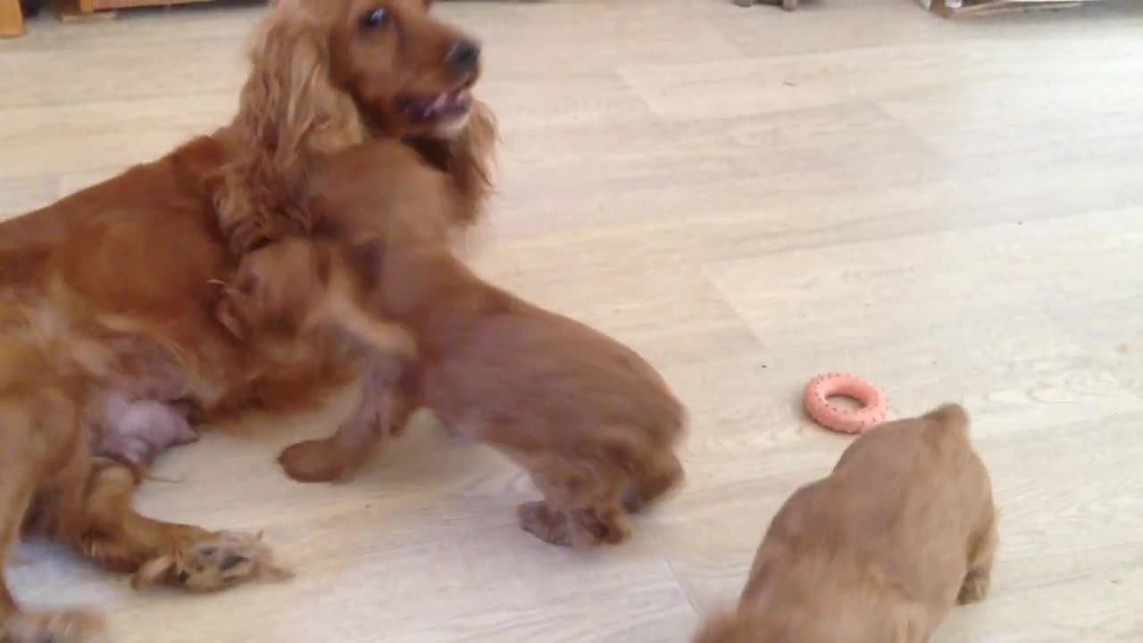 Cocker spaniel puppies - so good and kind!