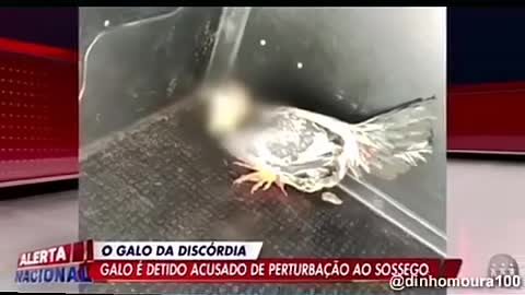 O melhor do Brasil é o Brasileiro