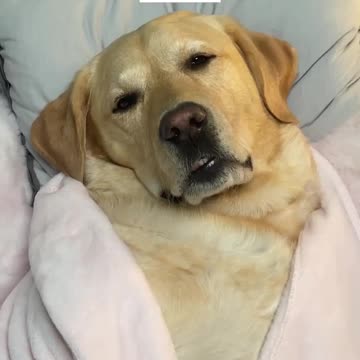 relaxing time dog training