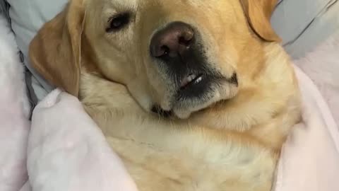 relaxing time dog training