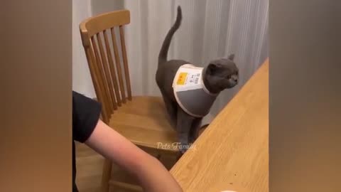Funniest Animals 2022 😂 Funniest Cats and Dogs Part 25 | Pets Family
