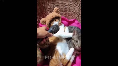 Dog and Cat Videos 6