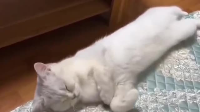 Funny moments of small animals in life1