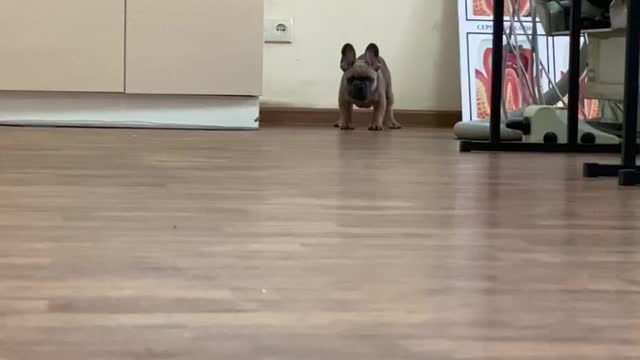 Frenchie puppy saw the owner