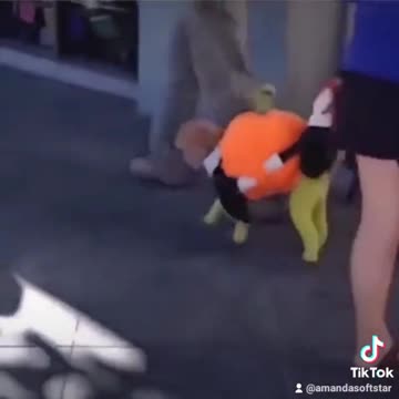 Dog with Adorable Look