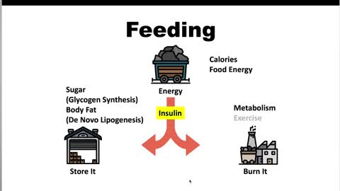 Weight Loss (Hormones vs Calorie Counting) | Jason Fung