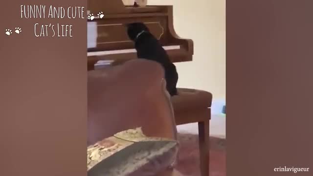 Funny Cat Videos of The Weekly - TRY NOT TO LAUGH