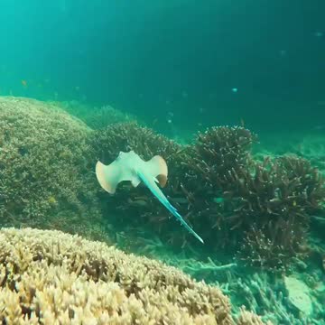 Fish In The Water #Fish_In_The_Water #animals_Nuture #fish