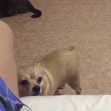 The dog kissed the cat smart