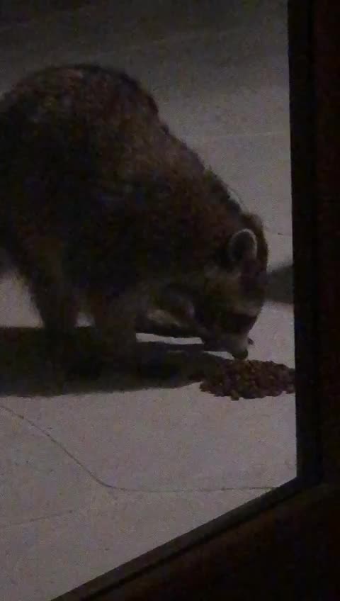 Raccoon eating dog food on pool deck