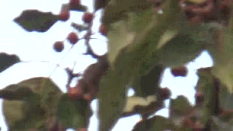 OPD chopper overhead, south Omaha, Nebraska, Nov. 7, 2023