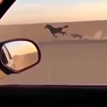 arabian horse race with cheetah.mp4