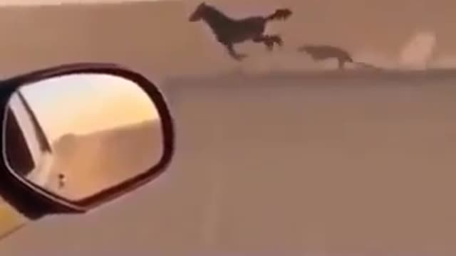 arabian horse race with cheetah.mp4