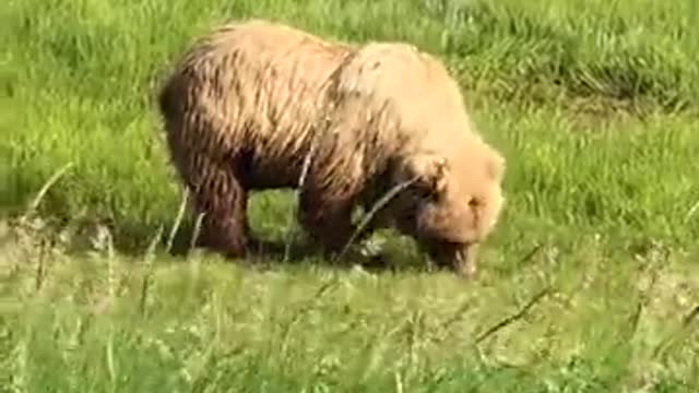 A little bear eating green grass and wandering around