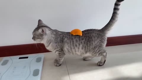 Cat Immobilized By Peel