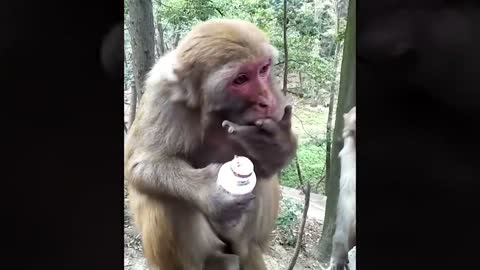 Cute Monkey hungry