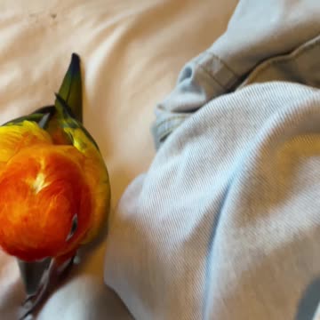 Considerate parrot loves to "help" mom with laundry