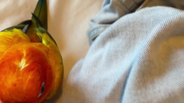 Considerate parrot loves to "help" mom with laundry