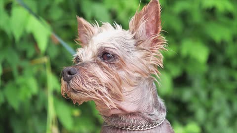 Cute furry dog sad to be alone