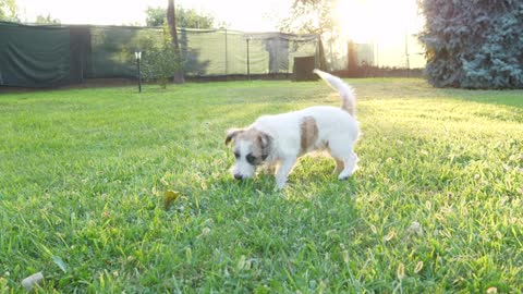 Cute girl and puppy having fun