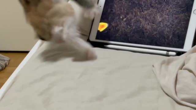 beds vs cats #pettok #fyp #viral #catsoftiktok #cutecats