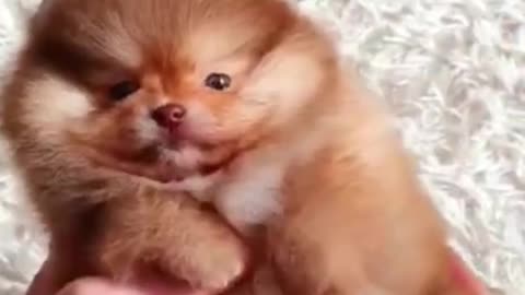 Cute little puppy