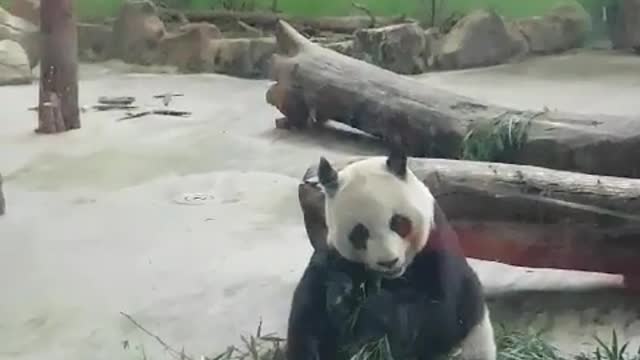 Cute panda eating bamboo