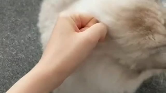 .How cute cats #shorts