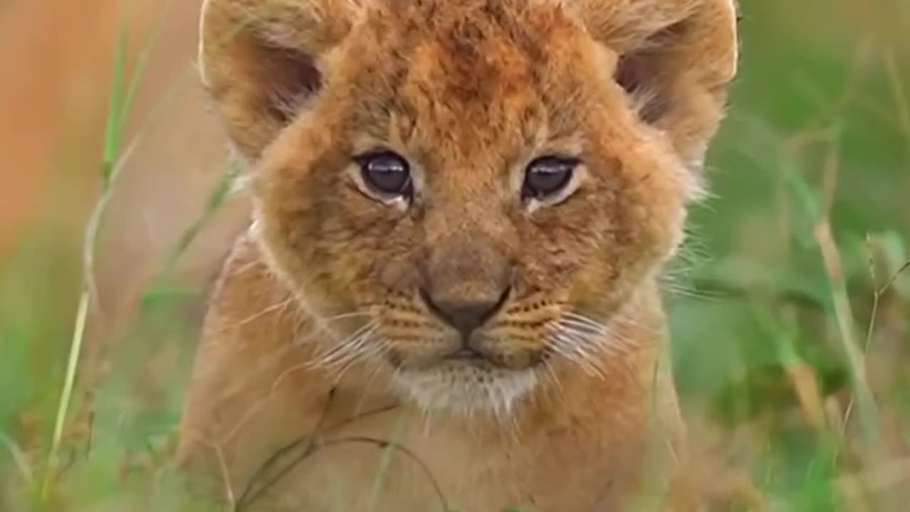 #animals world #Explore the nature 💞# Animal Love