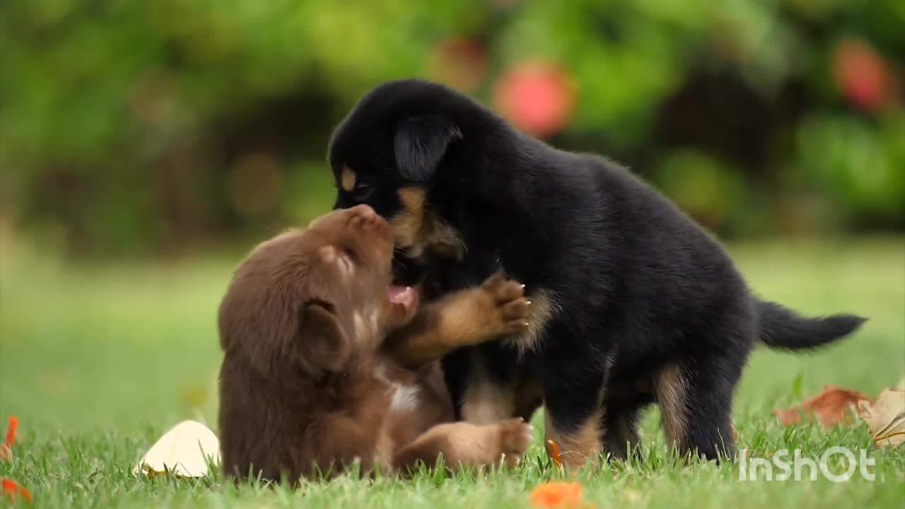 Puppies and cute dog to play with funn