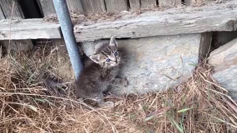 cute disheveled kitten in backyard