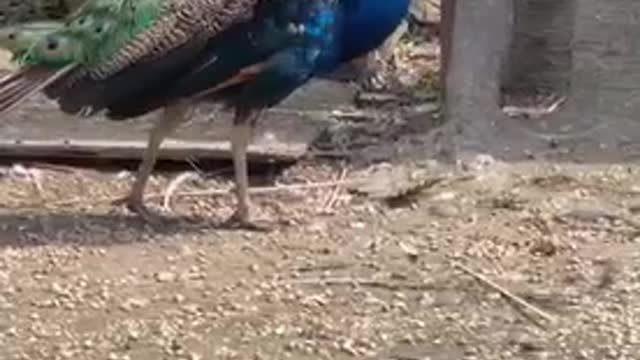 Peacock king is patrolling the territory