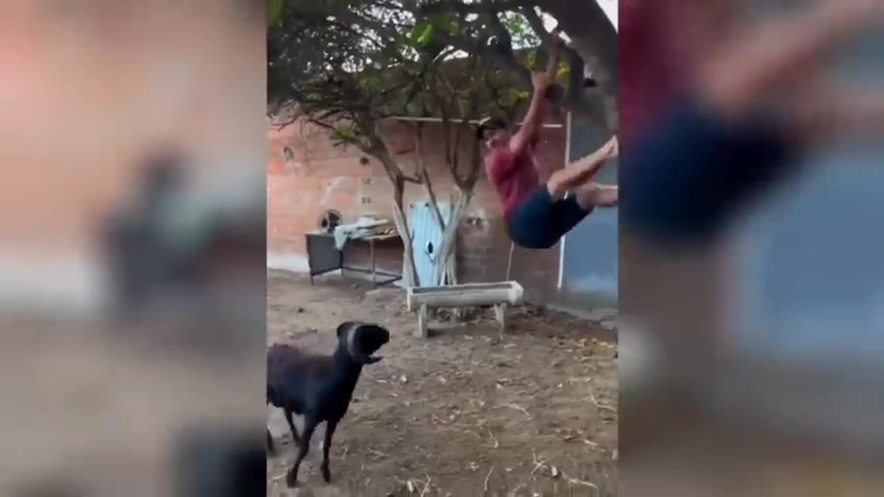 Funny Videos Compilation