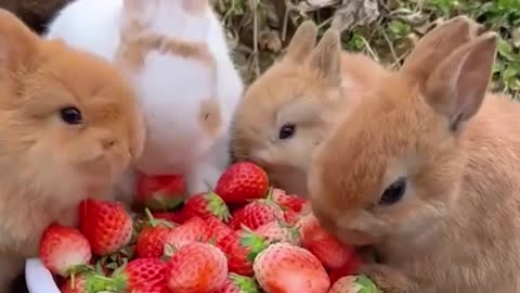 Adorable Bunnies