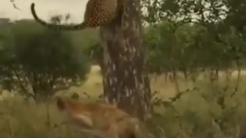 Wildlife animals cheetah jump shorts videos