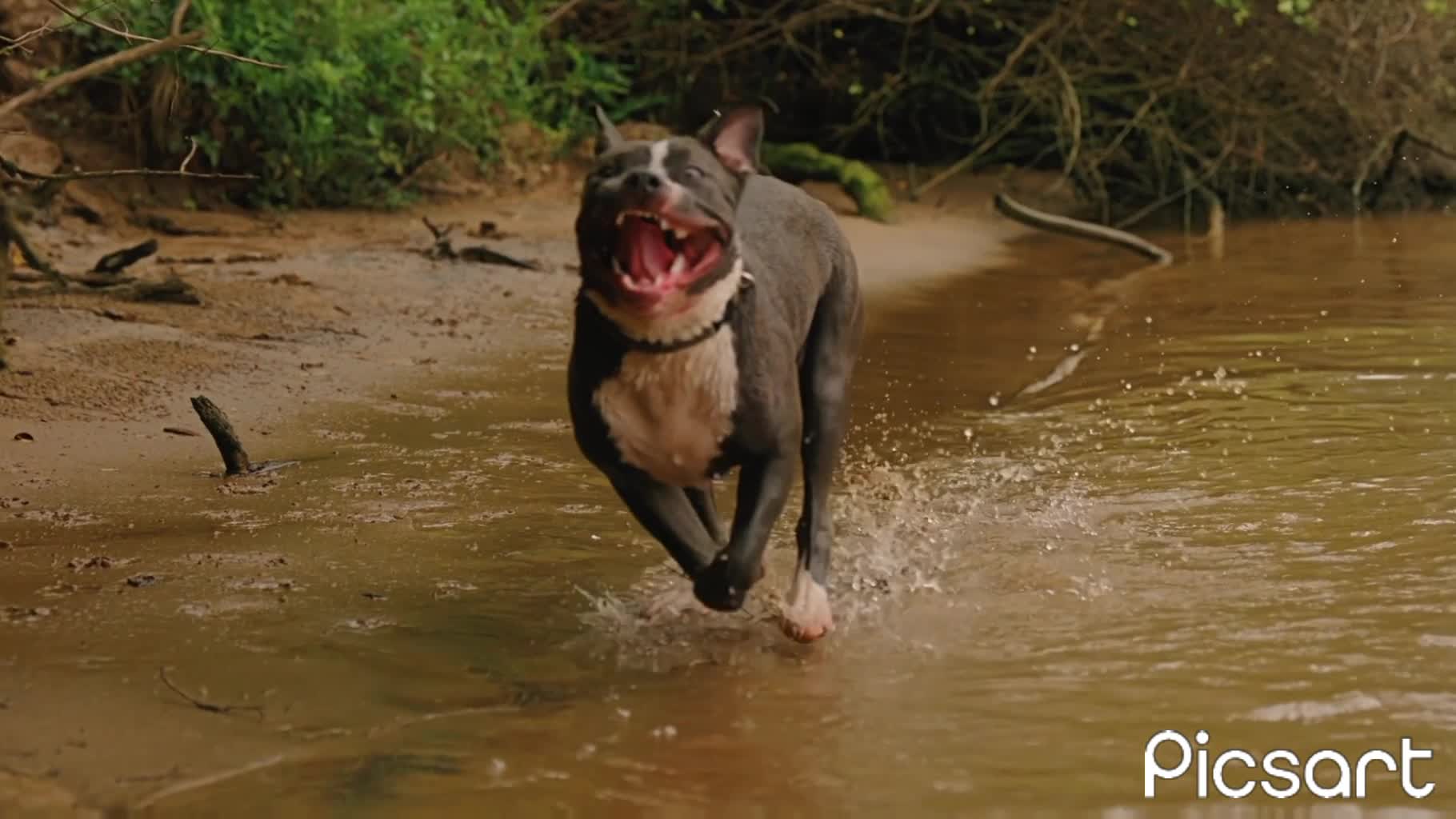 Slow Motion Video of a Dog Jumping