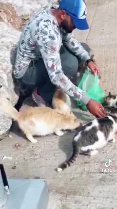 feed cats