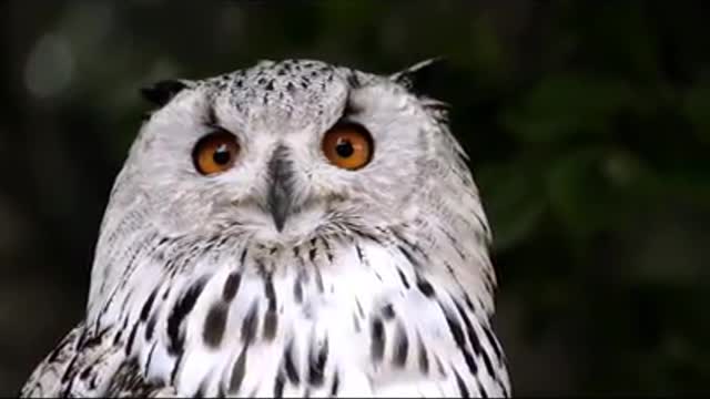 Most Beautiful White Owl Amazing Animal Video | Amazing Owl Eyes | 2021 #Shorts