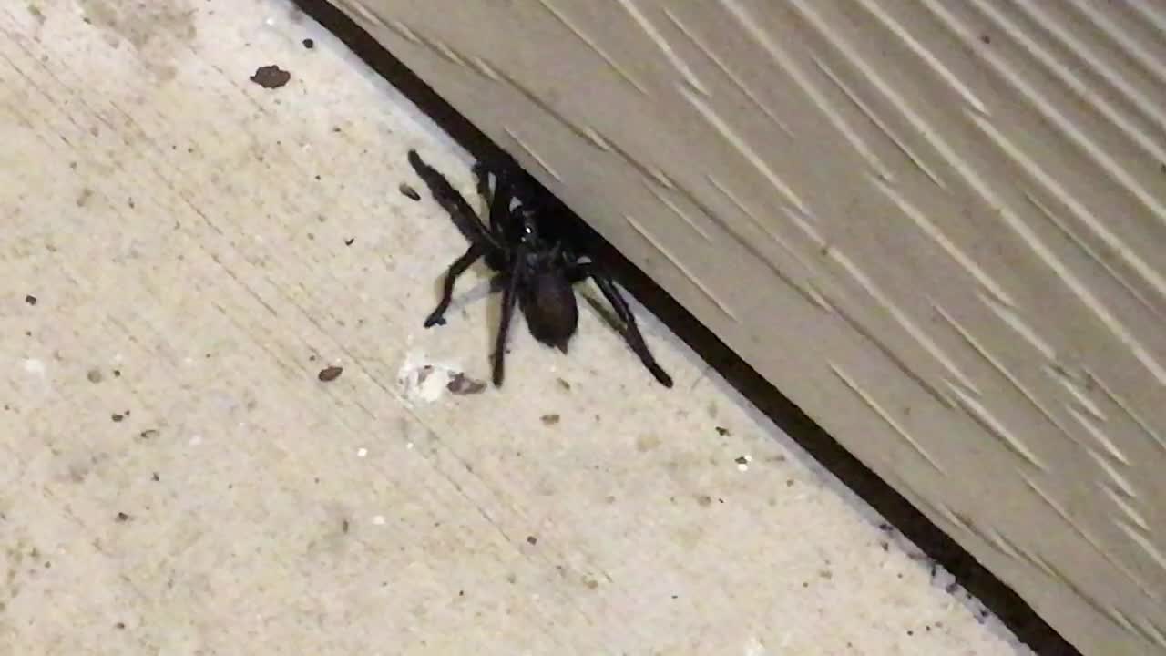 Front Porch Tarantula