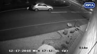 RSPCA Releases CCTV Footage Of Dog Being Abandoned By Owner