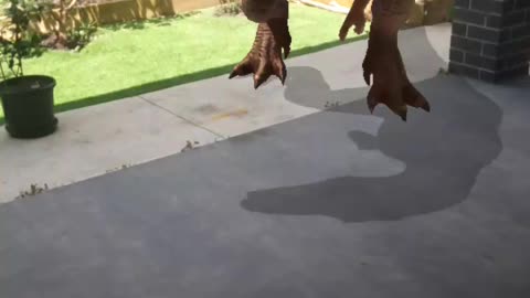 Dino outside